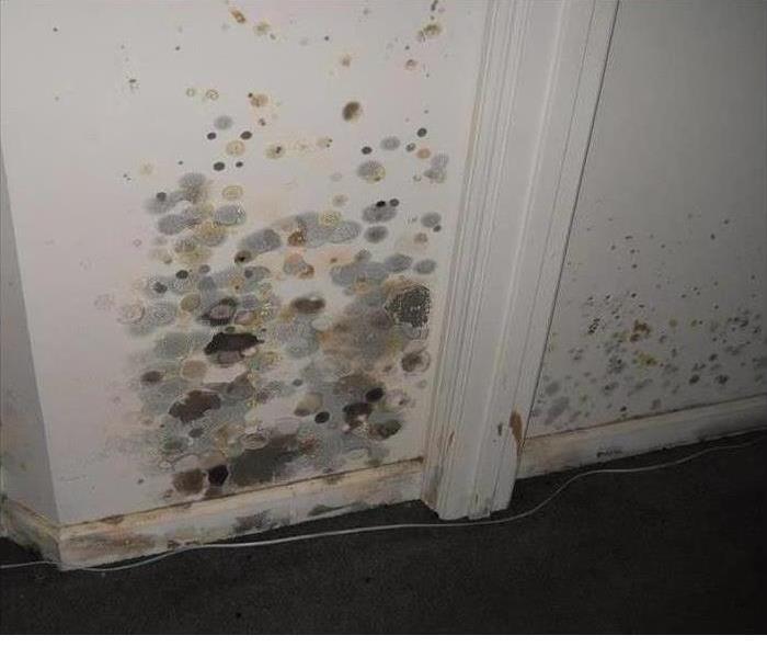 White wall with mold damage 